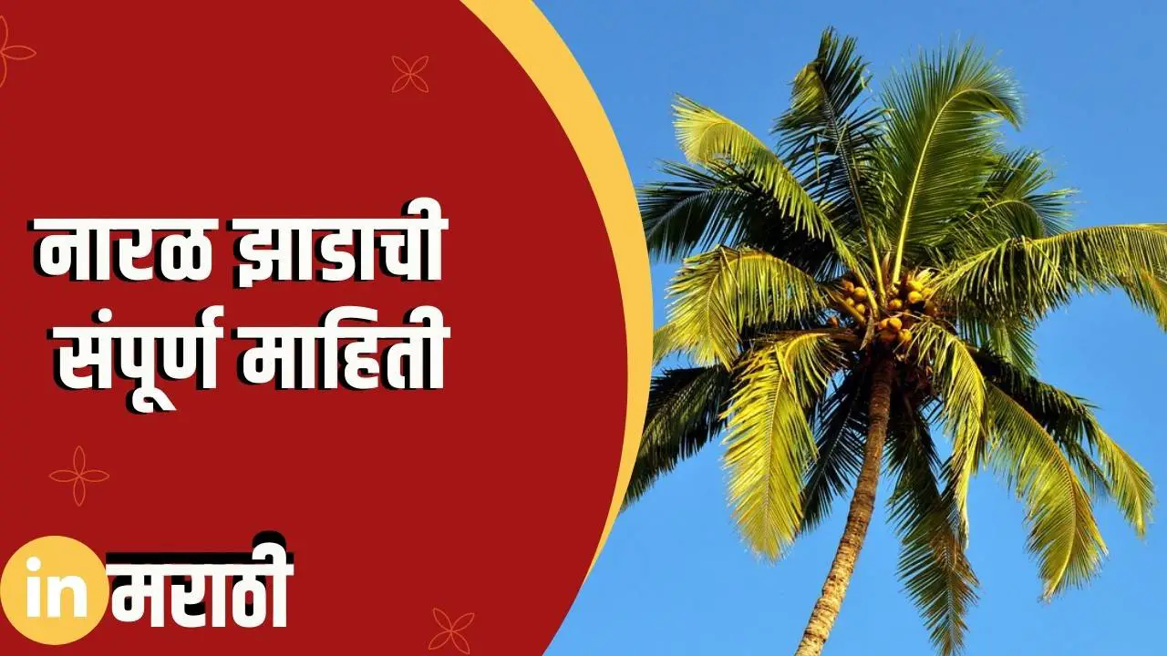 essay on coconut tree in marathi