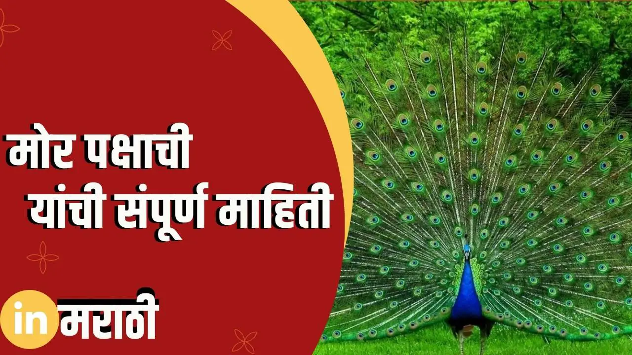 peacock-information-in-marathi-in-marathi