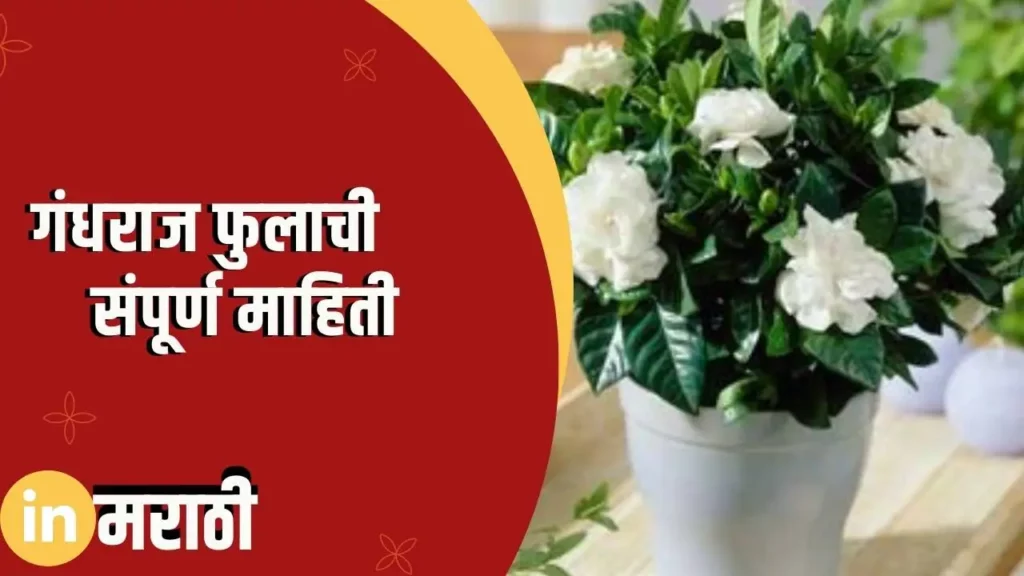 Gardenia Flower Information In Marathi