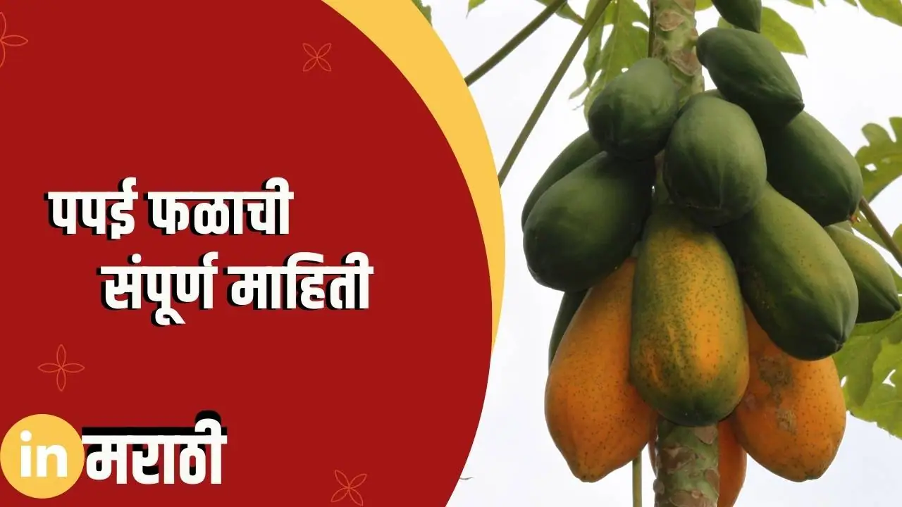 पपई फळाची संपूर्ण माहिती Papaya Fruit Information In Marathi » In Marathi