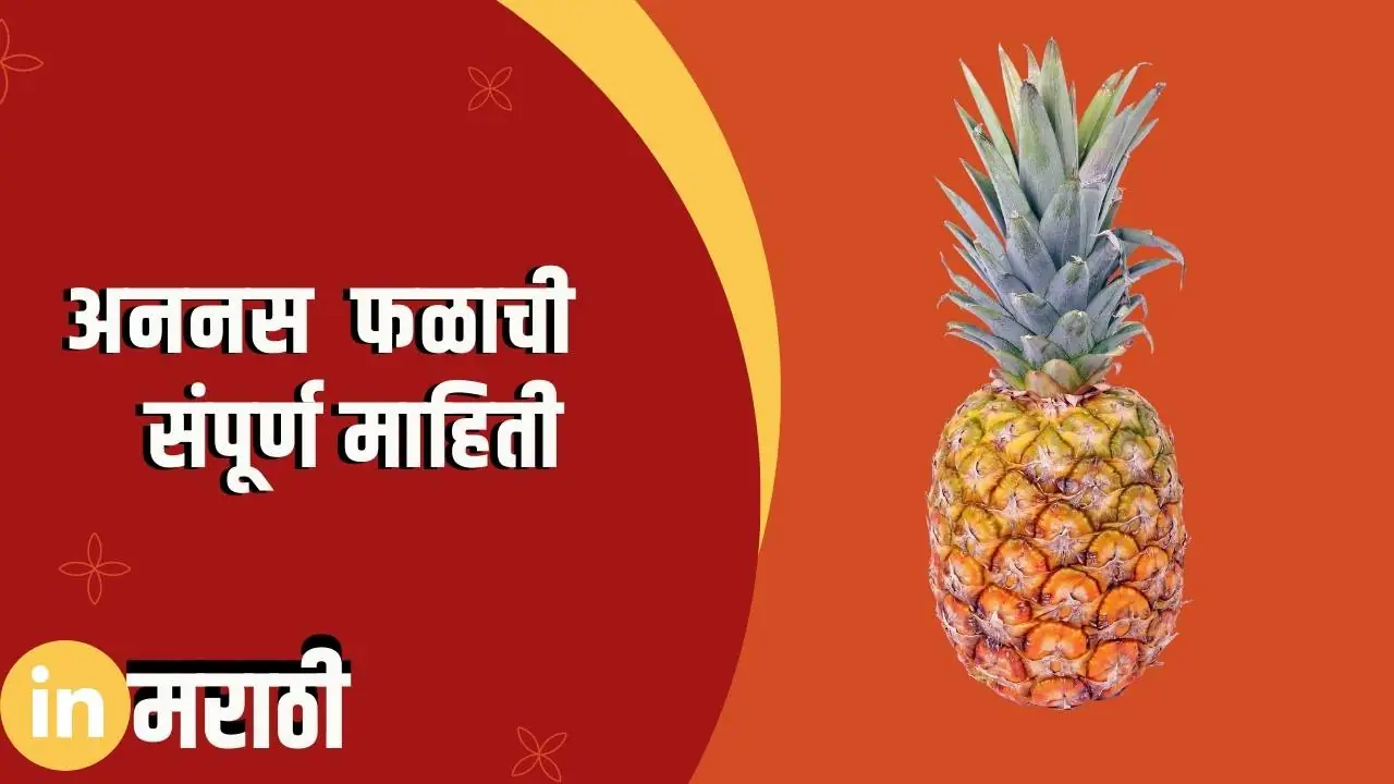 अननस फळाची संपूर्ण माहिती Pineapple Fruit Information In Marathi » In